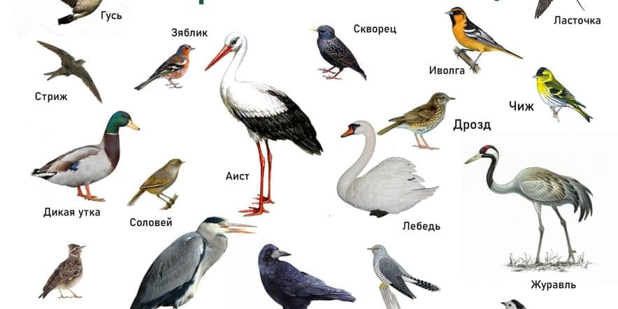 Основное изображение для события День перелетных птиц
