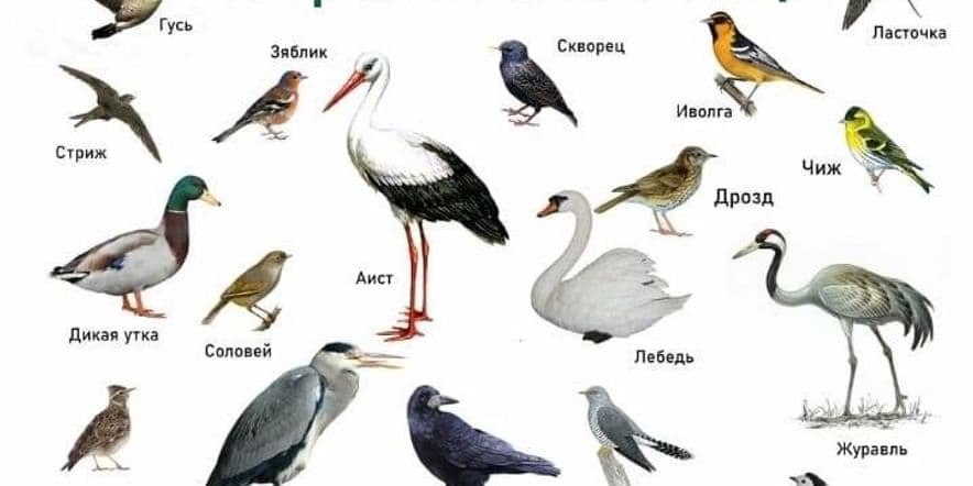 Основное изображение для события Перелетные птицы, беседа о наших крылатах друзьях.