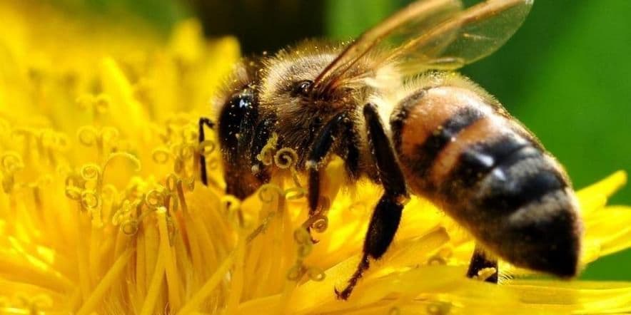 Основное изображение для события Всемирный день пчел