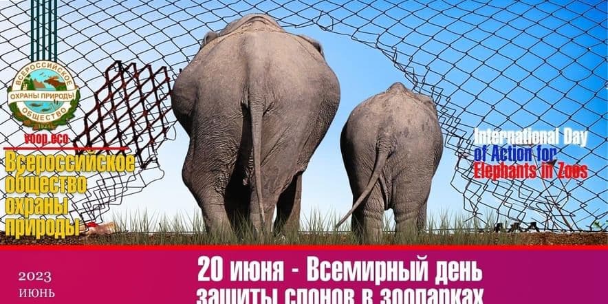 Основное изображение для события Всемирный день защиты слонов в зоопарках