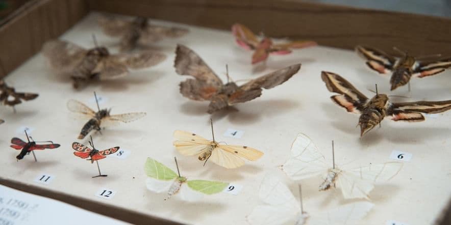 Основное изображение для события Выставка «Энтомологическая коллекция А.В. Дубровина»