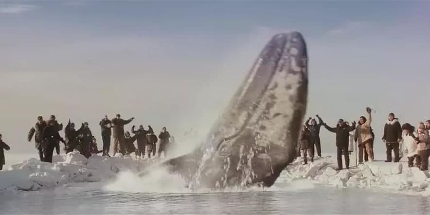 Основное изображение для события Встреча «Спасение китов»
