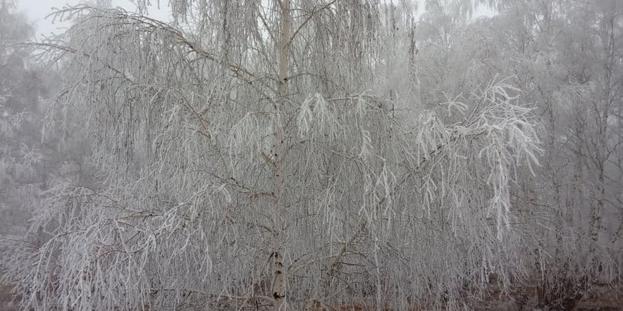 Основное изображение для события Экскурсия «Ой-ты, зимушка краса!»