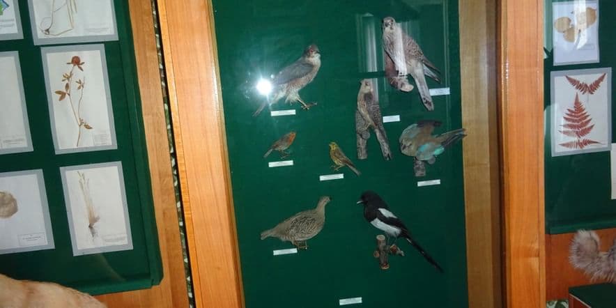 Основное изображение для события Экскурсия «Кочующие и зимующие птицы Наровчатского края»