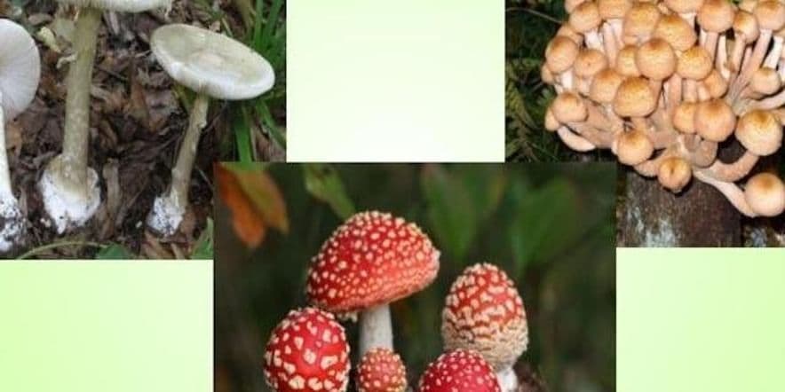 Основное изображение для события Час безопасности «Тропой следопытов. Опасные грибы»