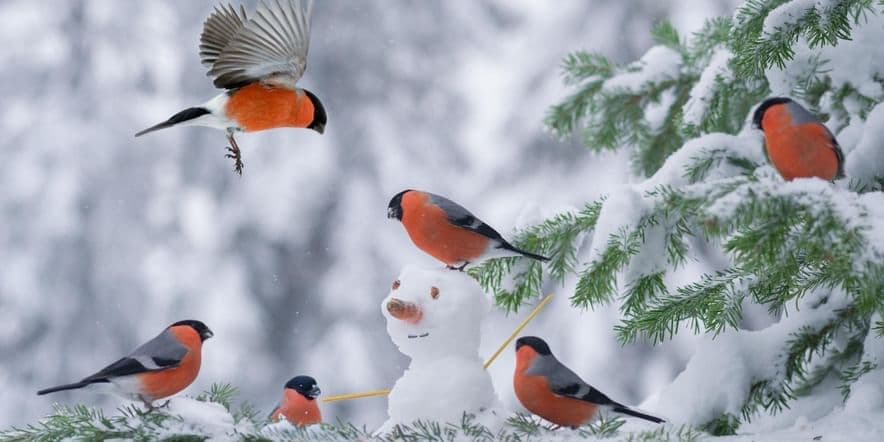 Основное изображение для события Викторина «Птицы зимой»