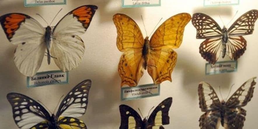 Основное изображение для события Выставка «Именные бабочки»