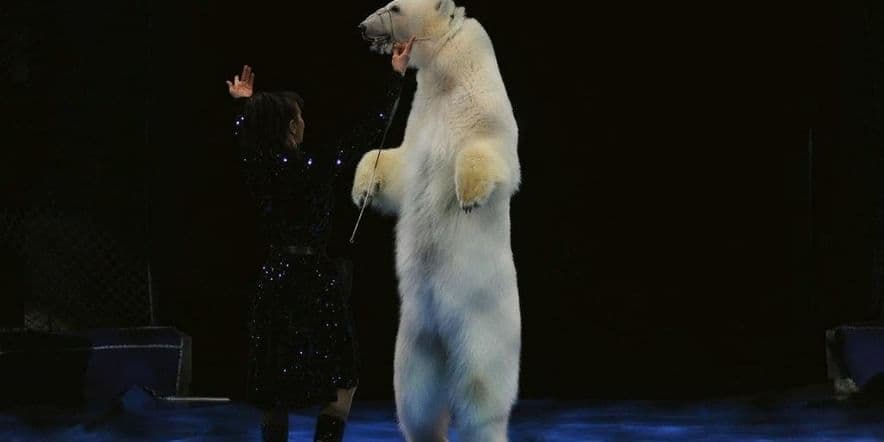 Основное изображение для события Шоу «Белые медведи и их друзья»