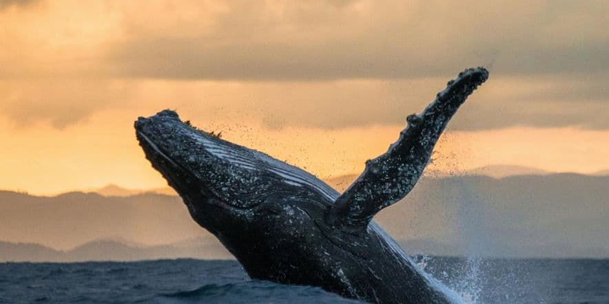 Основное изображение для события Видеопрезентация «О чём поют киты»