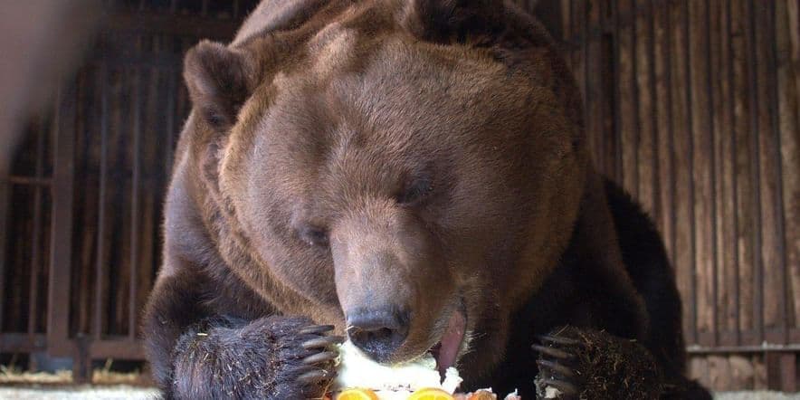 Основное изображение для события Показательное кормление медведя