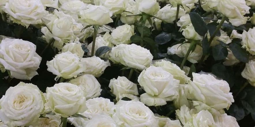 Основное изображение для события «Памяти Ангела Белых Роз»