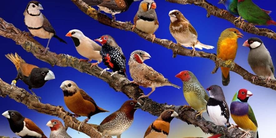 Основное изображение для события Познавательная программа«В мире птиц»