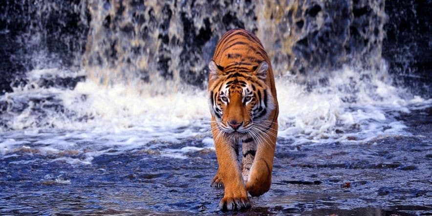 Основное изображение для события Всемирный день тигра