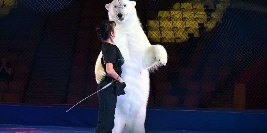 Основное изображение для события Шоу цирк «Белые медведи и их друзья»