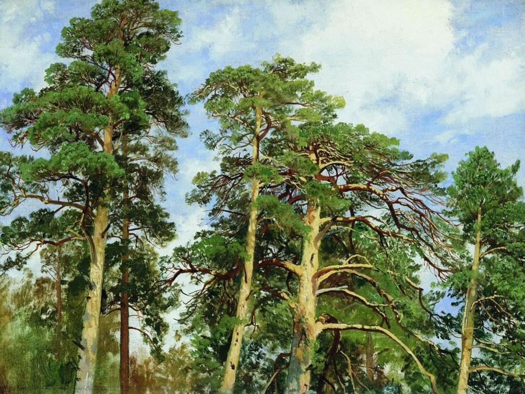 Иван Шишкин. Верхушки сосен. 1890-е годы. Вятский художественный музей им. В.М. и А.М. Васнецовых, Киров
