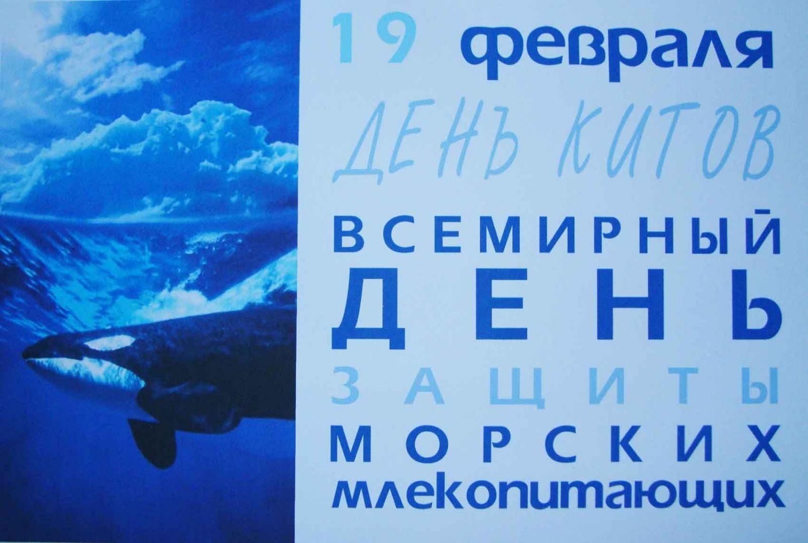 19 февраля день. Всемирный день защиты морских млекопитающих и Всемирный день китов. 19 Февраля Всемирный день защиты морских млекопитающих. 19 Февраля Всемирный день защиты морских млекопитающих день кита. Всемирный день китов (день защиты морских млекопитающих).