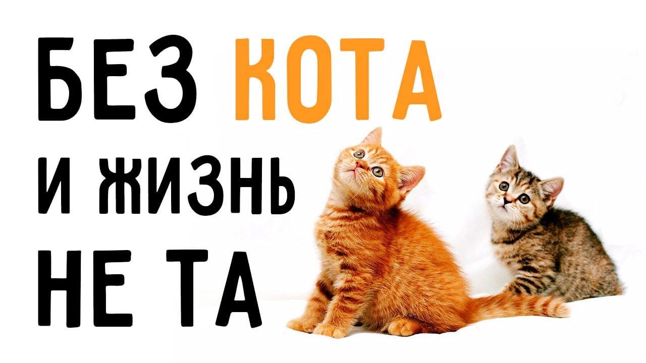 Без кота. Без кота и жизнь не та. Кот с надписью. Без кота и жизнь не та надпись. Без кота и жизнь не та картинки.