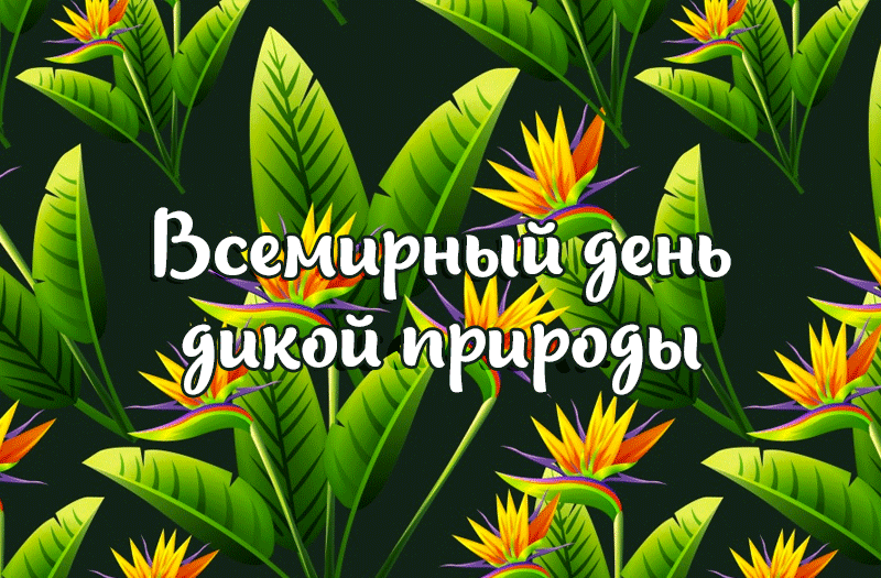 День дикой природы. Всемирный день природы. Всемирный день дикой природы. Всемирныднь дикой природы. Всемирный день природы 3 марта.