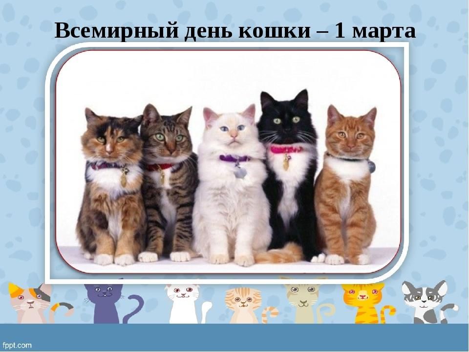 Проект день кошек